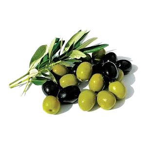 خرید نهال زیتون کوهستانی