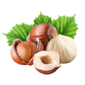 خرید نهال فندق درختی