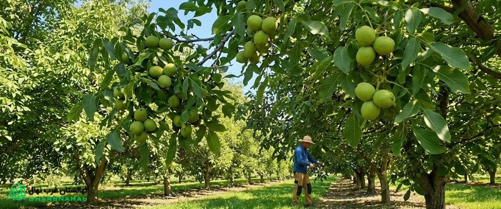 وقتی سرمای ناگهانی بهاره همه باغ‌ها را سوزاند… اما باغی که گردوی فرنور کاشته بود، سالم ماند