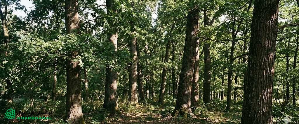 اگر به دنبال ایجاد یک مزرعه صنعتی سودده هستید، نهال صنوبر بهترین نقطه شروع است