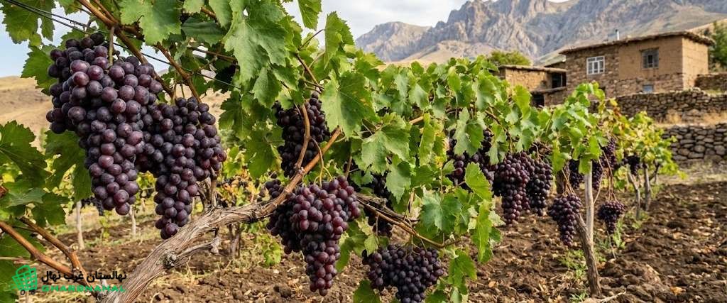 چگونه با سیستم داربستی، درآمد انگور چند برابر می‌شود؟