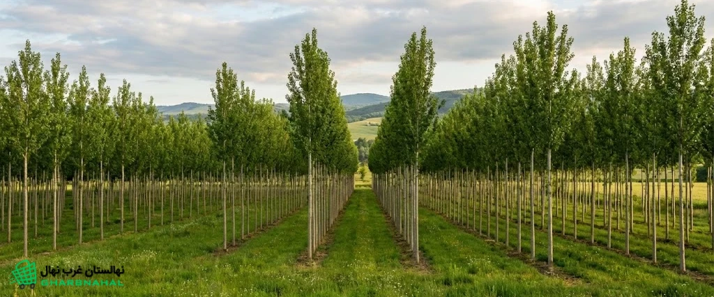 🌿 کدام ارقام صنوبر مقاومت بیشتری دارند؟