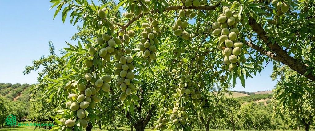 مقایسه سه نهال بادام پربازده 💰 — فرانیس، سوپرنوا، مامایی + قیمت