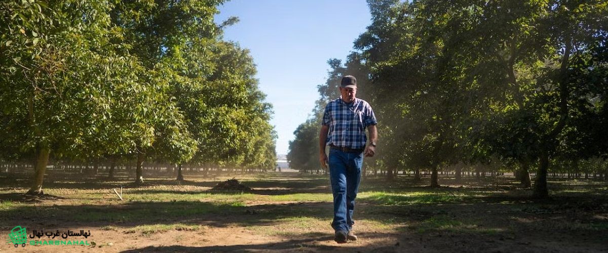 چرا باغداران بزرگ و حرفه‌ای نهال گردوی خود را از نهالستان غرب نهال تهیه می‌کنند؟ 🌳💰