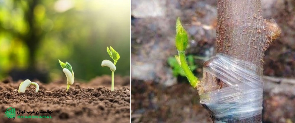 تفاوت ارقام نهال گردوی پیوندی و بذری از نظر عملکرد اقتصادی👌💰