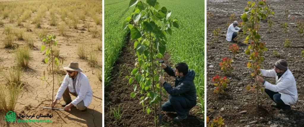 بررسی سرعت رشد نهال صنوبر در اقلیم‌های مختلف ایران 🌳📊