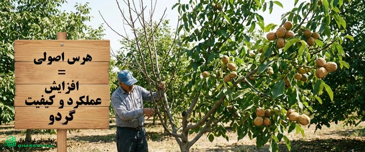 🌳 نقش هرس اصولی در افزایش عملکرد نهال (درخت) گردو