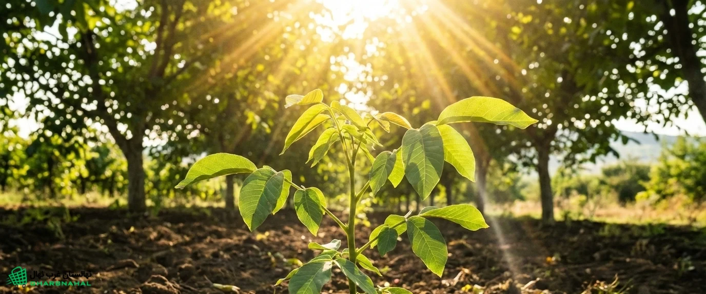 ☀️ نقش نور مستقیم خورشید در رشد نهال گردو🌳