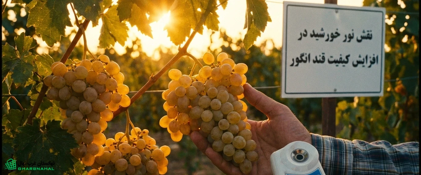 🍇 نقش نورگیری خوشه‌ها در افزایش کیفیت قند انگور