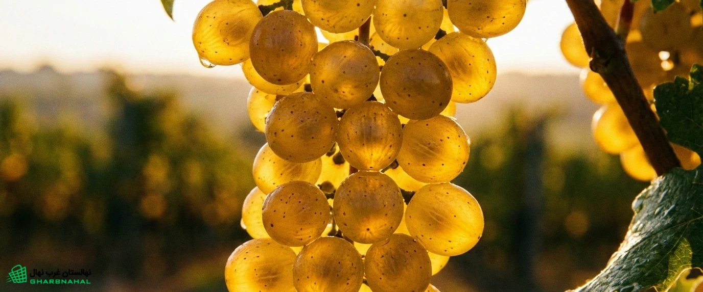 تأثیر نورگیری بر کیفیت صادراتی انگور