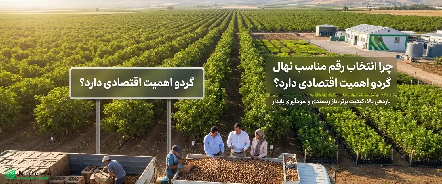 چرا انتخاب رقم مناسب نهال گردو🌳 اهمیت اقتصادی دارد؟