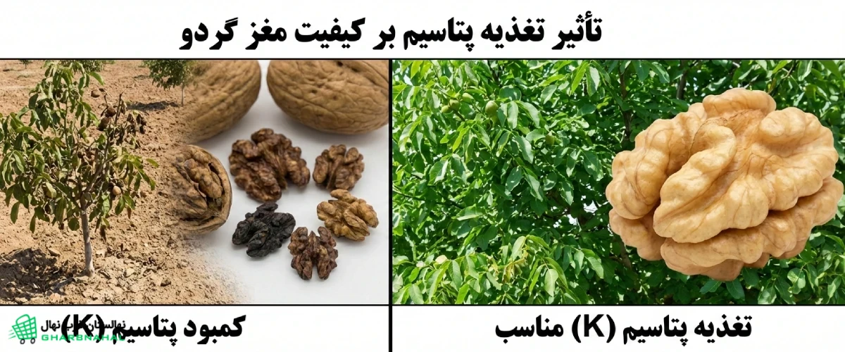 تأثیر تغذیه پتاسیم بر کیفیت مغز گردو