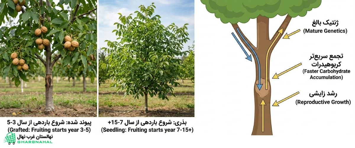 چرا نهال گردوی اصلاح‌شده زودتر وارد باردهی می‌شود؟