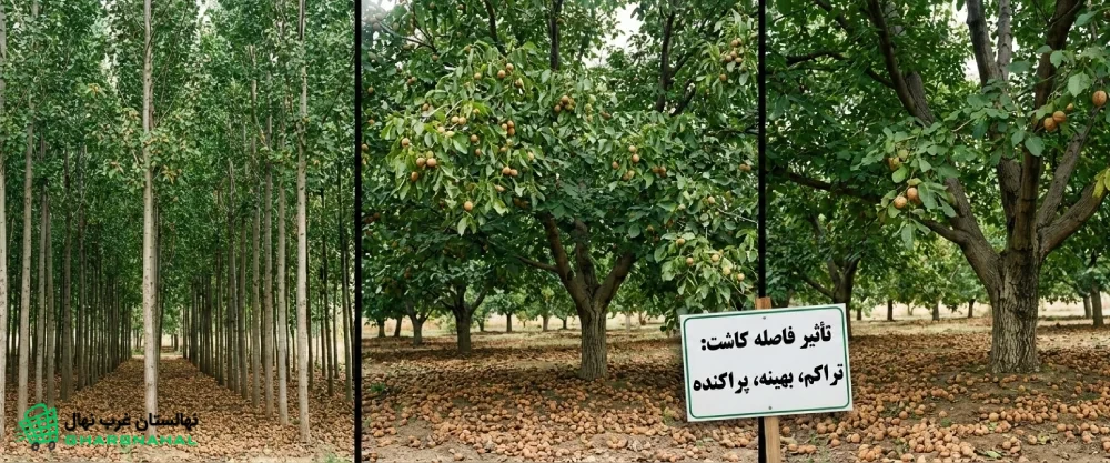 تأثیر فاصله کاشت بر اندازه نهایی نهال (درخت) گردو و میزان باردهی اقتصادی آن 🌳